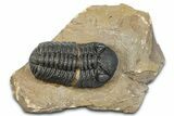 Phacopid (Morocops) Trilobite - Foum Zguid, Morocco #372429-2